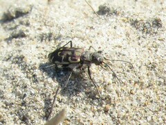 Cicindela repanda