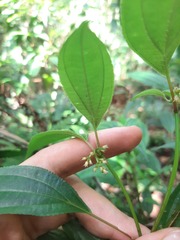 Miconia ciliolata