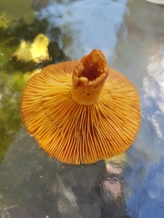 Lactarius thyinos