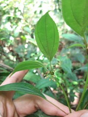 Miconia ciliolata