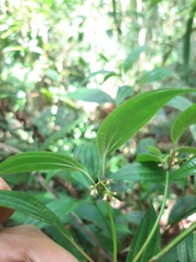 Miconia ciliolata