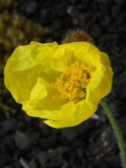 Papaver microcarpum