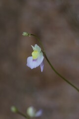 Utricularia bisquamata