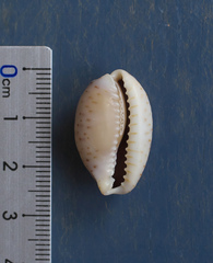 Naria erosa