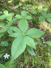 Lysimachia borealis