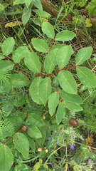 Toxicodendron vernix