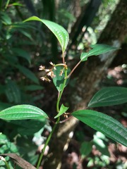 Miconia ciliolata