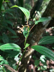 Miconia ciliolata