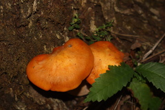 Omphalotus
