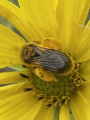 Andrena helianthi