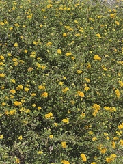 Tagetes lucida