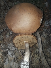 Leccinum insigne
