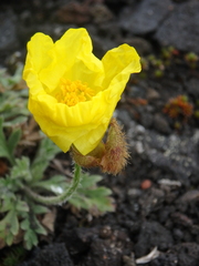 Papaver microcarpum