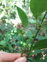 Miconia ciliolata
