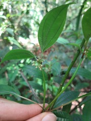 Miconia ciliolata