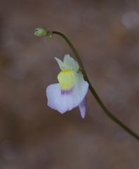 Utricularia bisquamata