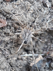 Odiellus spinosus