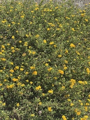 Tagetes lucida