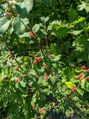 Cotoneaster integerrimus