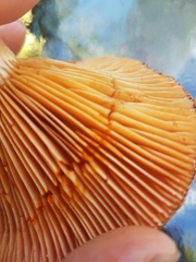 Lactarius thyinos