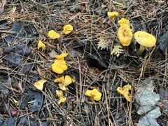 Cantharellus enelensis