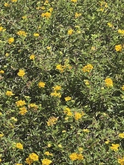 Tagetes lucida