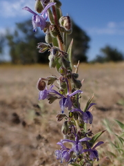 Trichostema lanceolatum