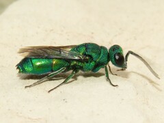 Chrysis