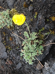 Papaver microcarpum