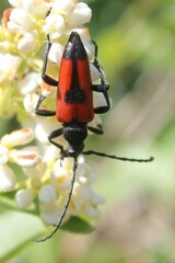 Stictoleptura cordigera