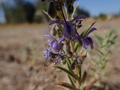 Trichostema lanceolatum