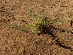 Trichostema lanceolatum