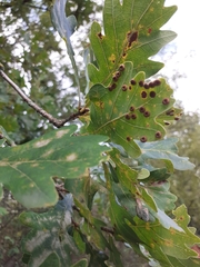 Neuroterus numismalis