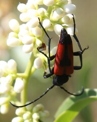 Stictoleptura cordigera