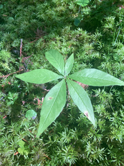 Lysimachia borealis