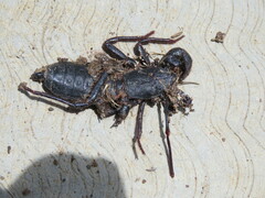 Mastigoproctus