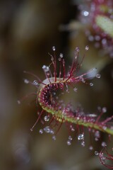 Drosera capensis