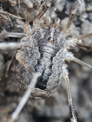 Odiellus spinosus
