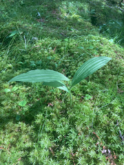 Cypripedium parviflorum