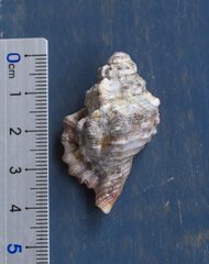 Monoplex exaratus