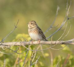 Emberiza leucocephalos