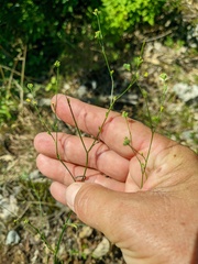 Bupleurum falcatum