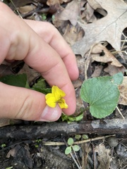 Viola pubescens