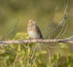 Emberiza leucocephalos