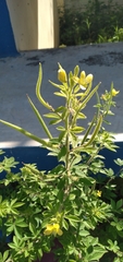 Cleome viscosa