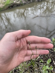 Eleocharis quadrangulata