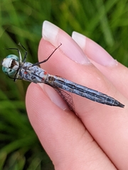 Arrenurus