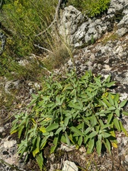 Salvia tomentosa