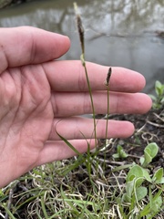 Eleocharis quadrangulata