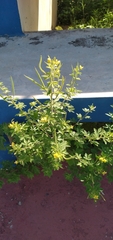Cleome viscosa